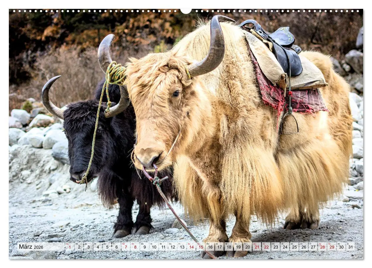 Bild: 9783457560181 | Yaks - auf steinigen Pfaden (Wandkalender 2026 DIN A2 quer),...