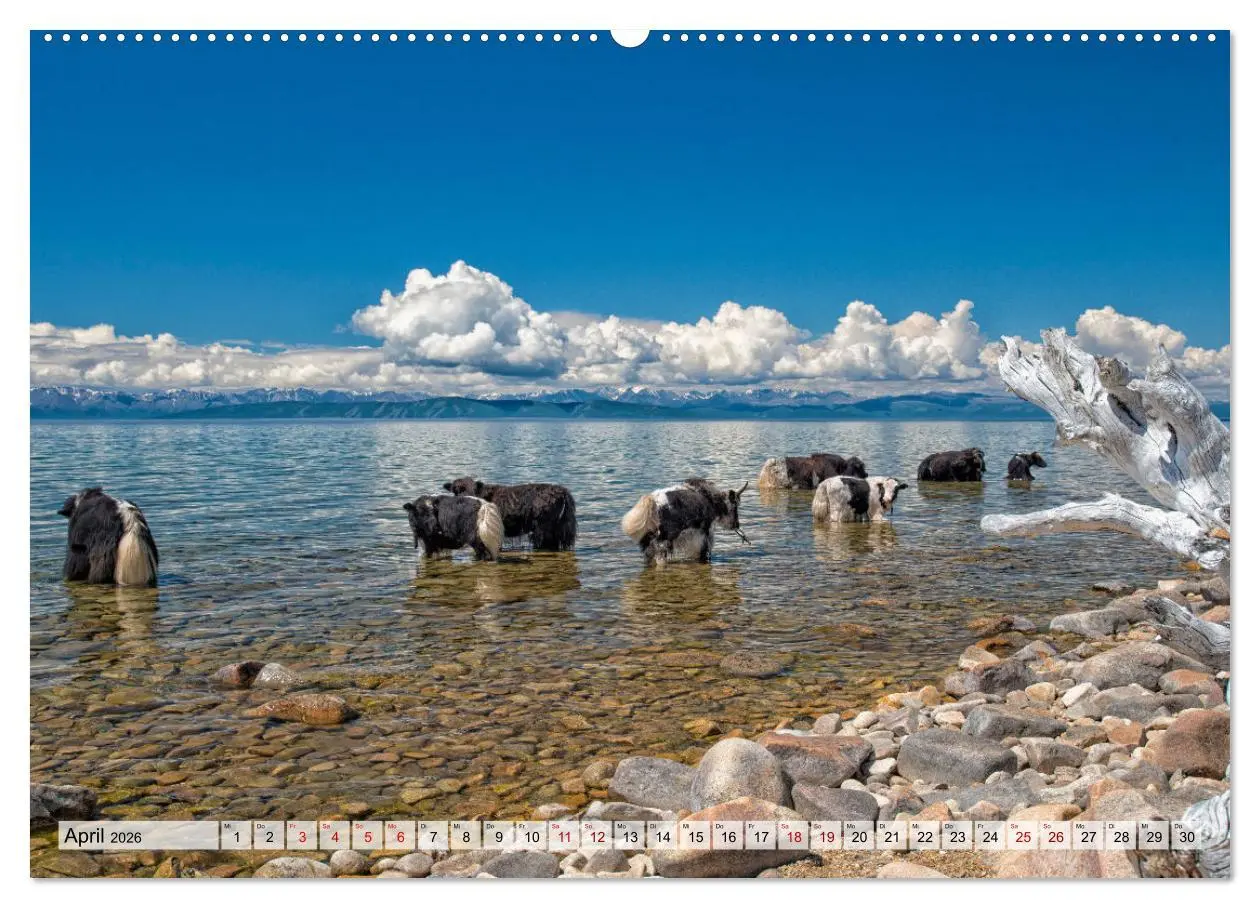 Bild: 9783457560181 | Yaks - auf steinigen Pfaden (Wandkalender 2026 DIN A2 quer),...