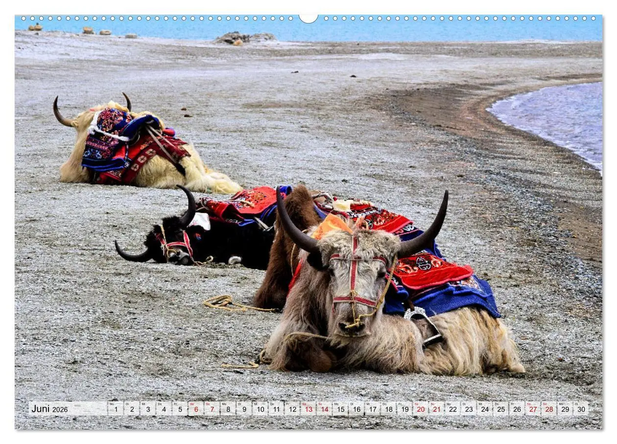 Bild: 9783457560181 | Yaks - auf steinigen Pfaden (Wandkalender 2026 DIN A2 quer),...