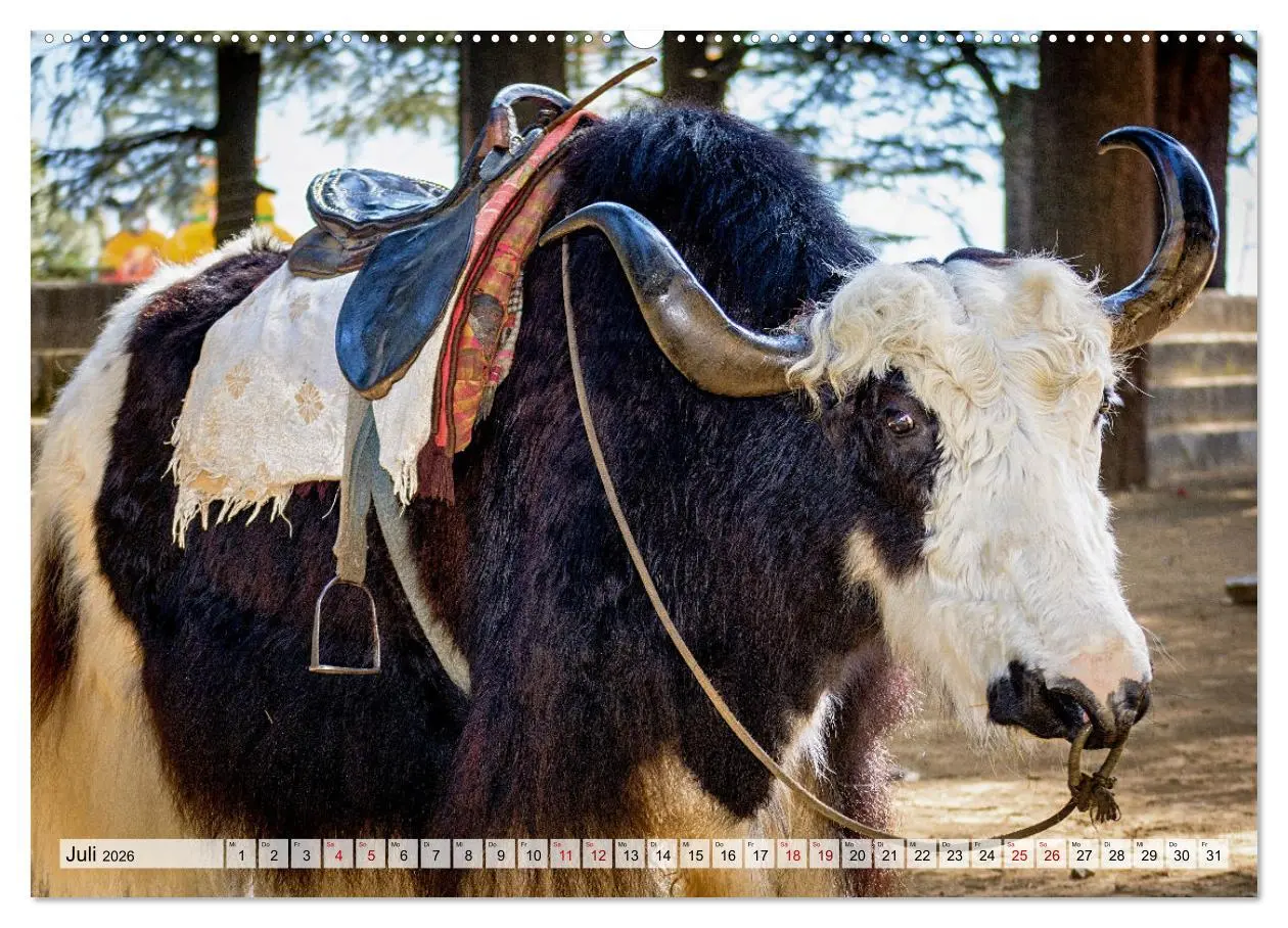 Bild: 9783457560181 | Yaks - auf steinigen Pfaden (Wandkalender 2026 DIN A2 quer),...
