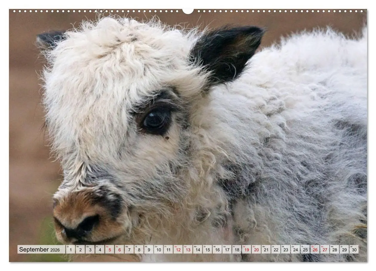 Bild: 9783457560181 | Yaks - auf steinigen Pfaden (Wandkalender 2026 DIN A2 quer),...