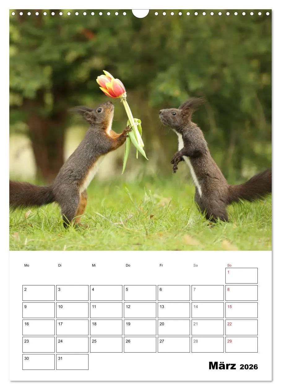 Bild: 9783516400281 | Die kleine Welt der Eichhörnchen in Regensburg (Wandkalender 2026...