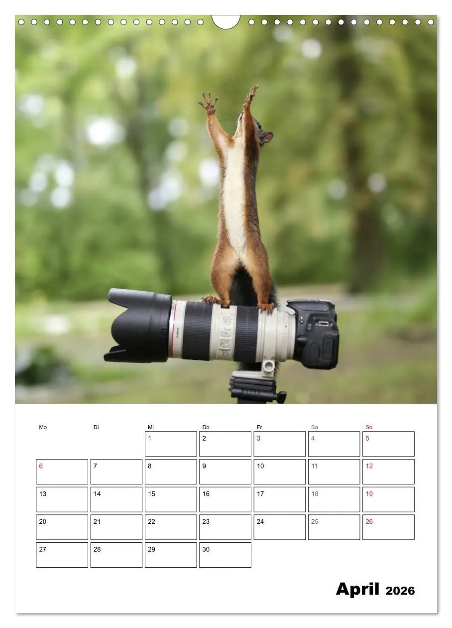 Bild: 9783516400281 | Die kleine Welt der Eichhörnchen in Regensburg (Wandkalender 2026...