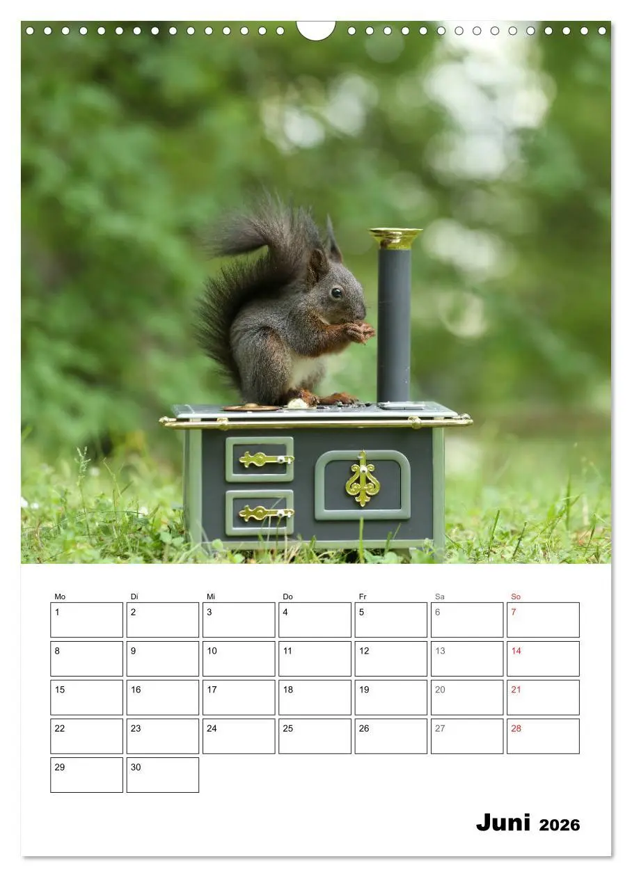Bild: 9783516400281 | Die kleine Welt der Eichhörnchen in Regensburg (Wandkalender 2026...