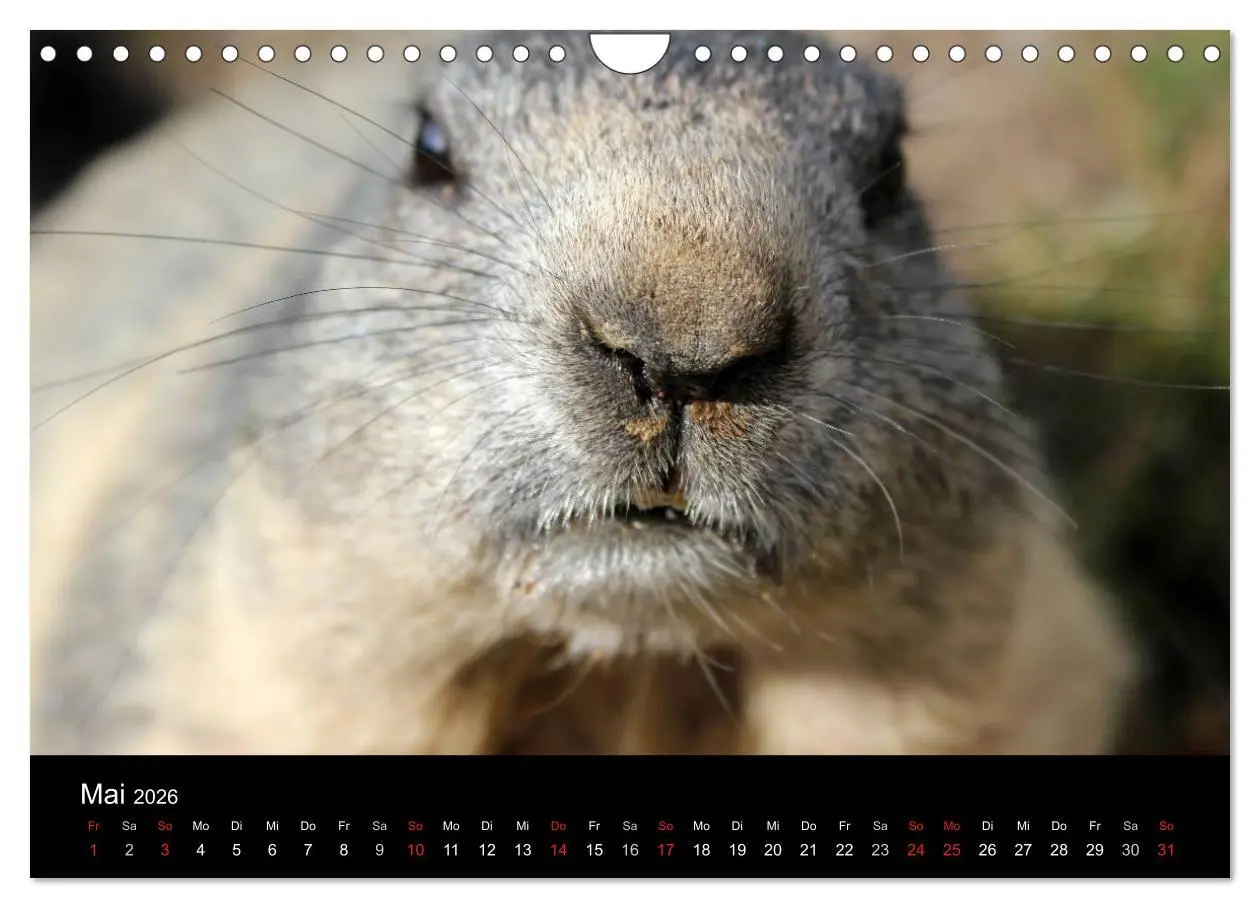 Bild: 9783516180381 | Murmeltiere (Wandkalender 2026 DIN A4 quer), CALVENDO Monatskalender