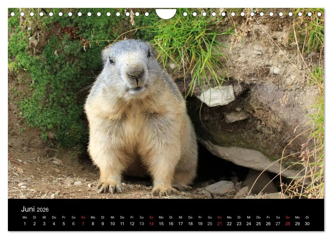 Bild: 9783516180381 | Murmeltiere (Wandkalender 2026 DIN A4 quer), CALVENDO Monatskalender