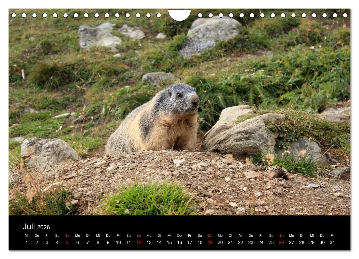 Bild: 9783516180381 | Murmeltiere (Wandkalender 2026 DIN A4 quer), CALVENDO Monatskalender