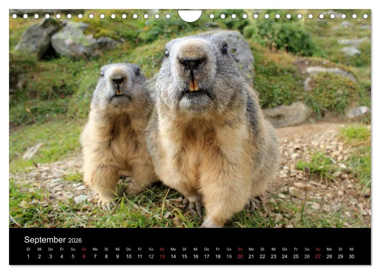 Bild: 9783516180381 | Murmeltiere (Wandkalender 2026 DIN A4 quer), CALVENDO Monatskalender