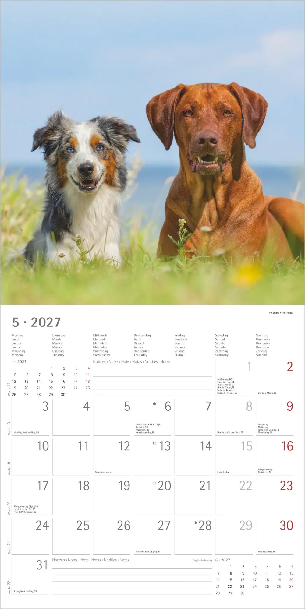 Bild: 4069095010581 | Hunde 2027 | Neumann Verlage GmbH &amp; Co KG | Kalender | 14 S. | Deutsch