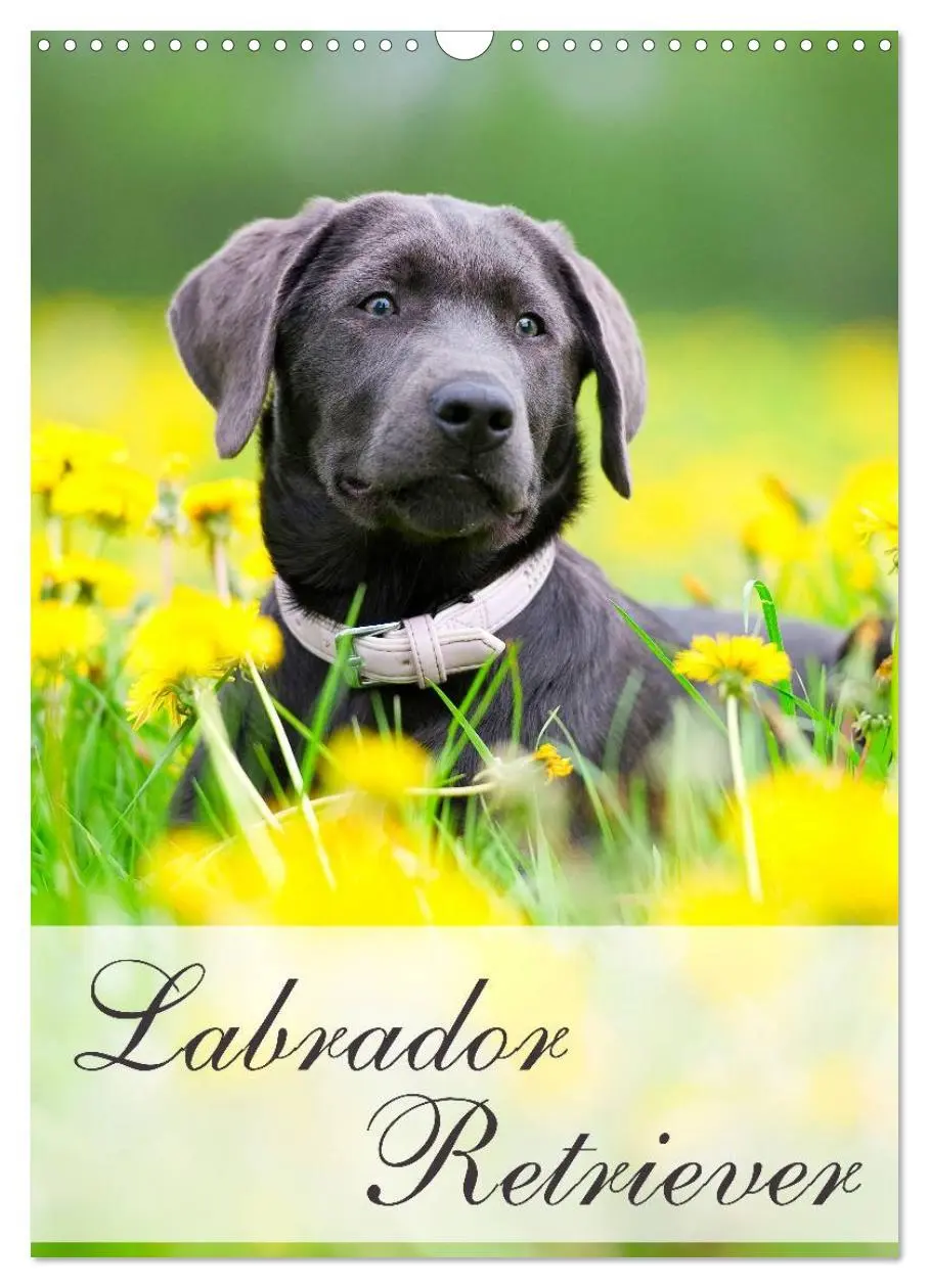Cover: 9783516470581 | Labrador Retriever (Wandkalender 2026 DIN A3 hoch), CALVENDO...