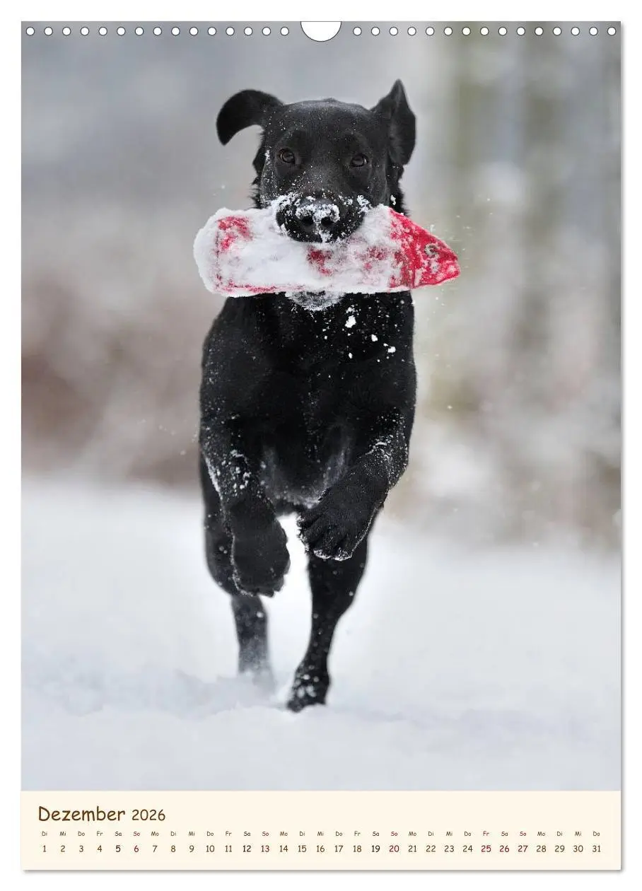 Bild: 9783516470581 | Labrador Retriever (Wandkalender 2026 DIN A3 hoch), CALVENDO...