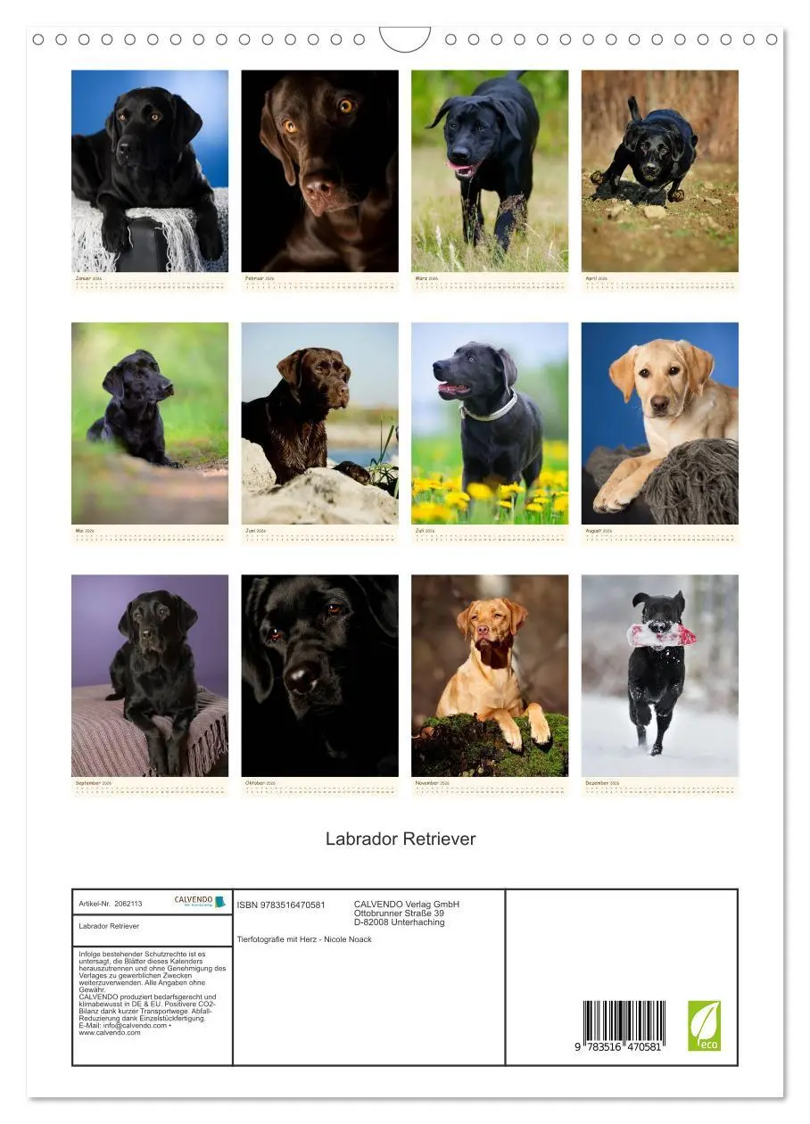 Bild: 9783516470581 | Labrador Retriever (Wandkalender 2026 DIN A3 hoch), CALVENDO...
