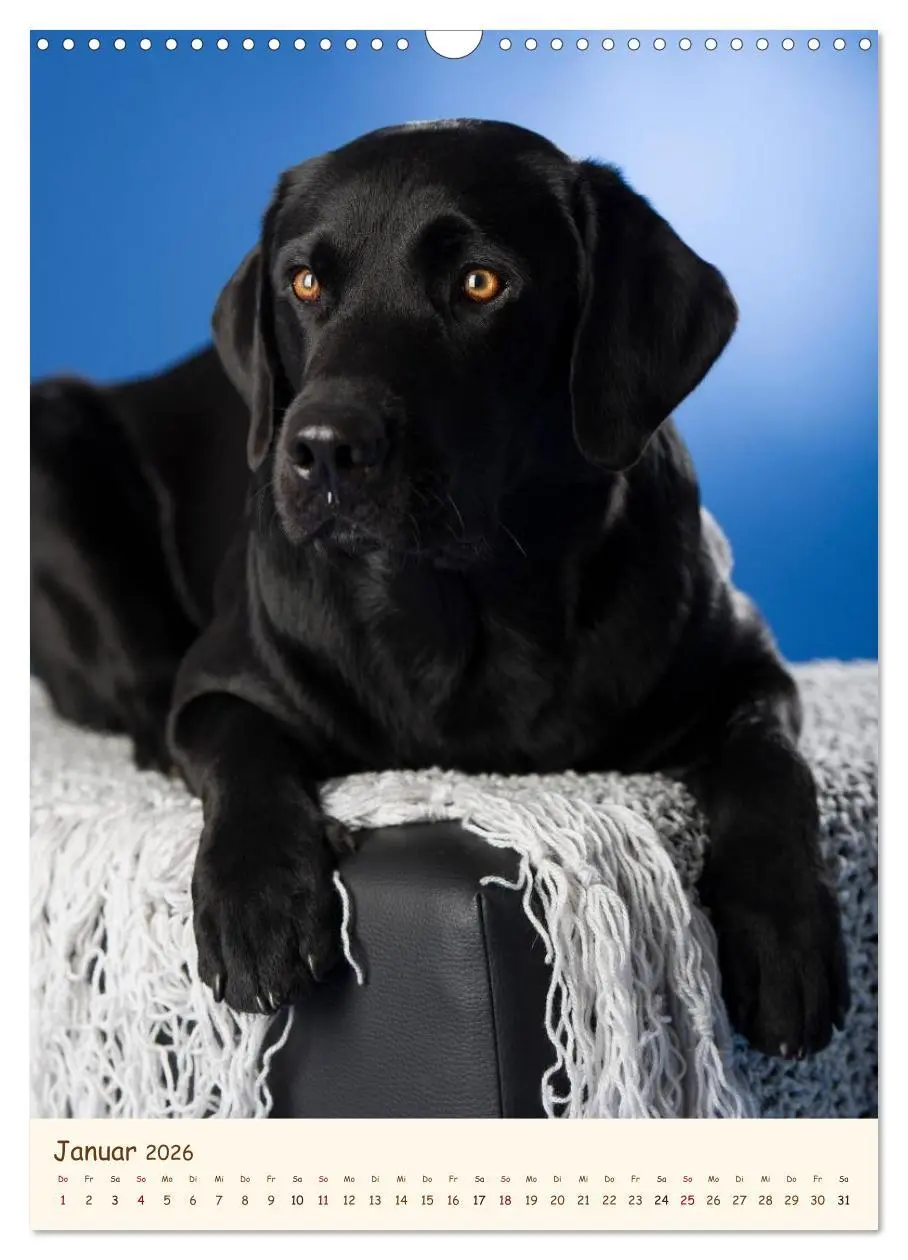 Bild: 9783516470581 | Labrador Retriever (Wandkalender 2026 DIN A3 hoch), CALVENDO...