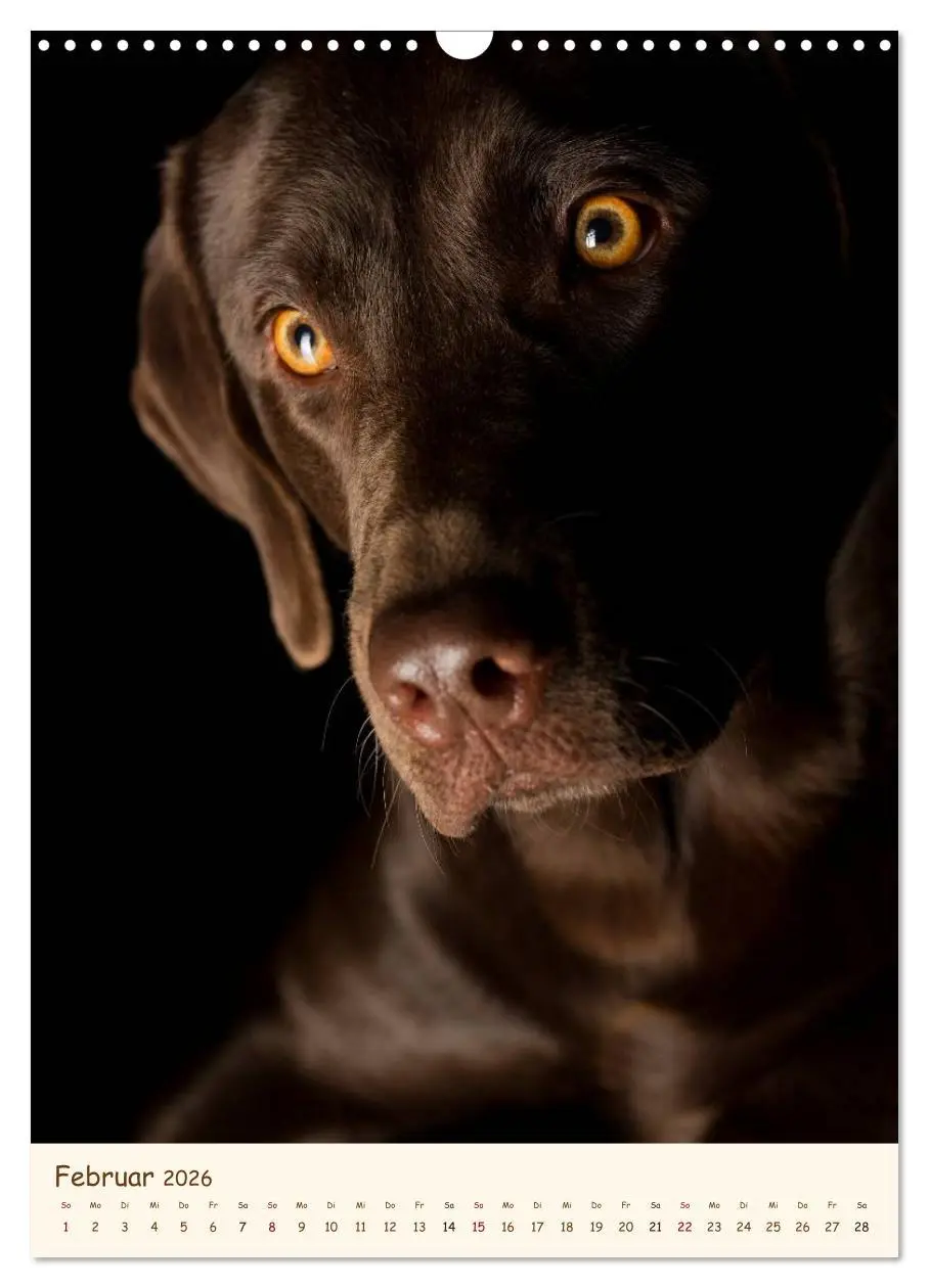 Bild: 9783516470581 | Labrador Retriever (Wandkalender 2026 DIN A3 hoch), CALVENDO...