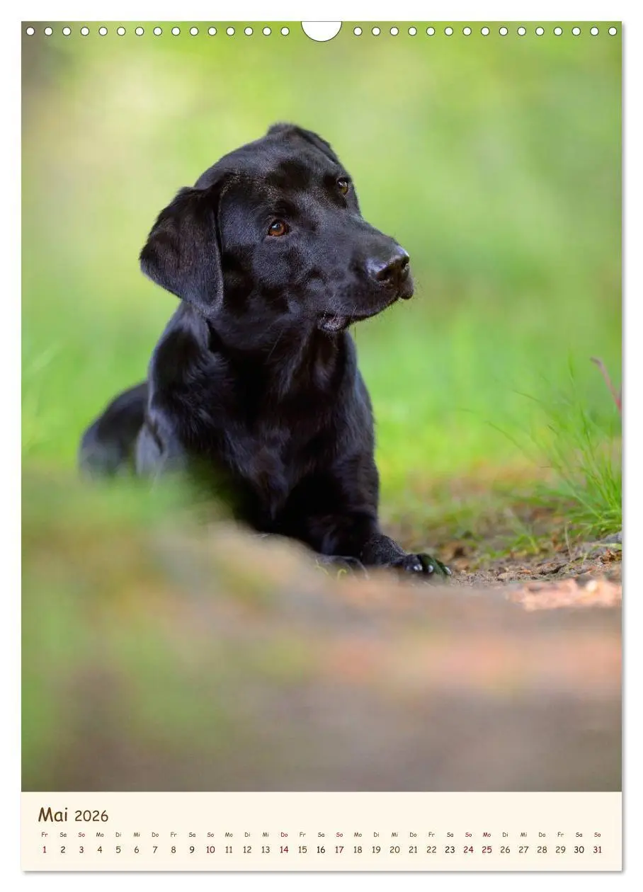 Bild: 9783516470581 | Labrador Retriever (Wandkalender 2026 DIN A3 hoch), CALVENDO...