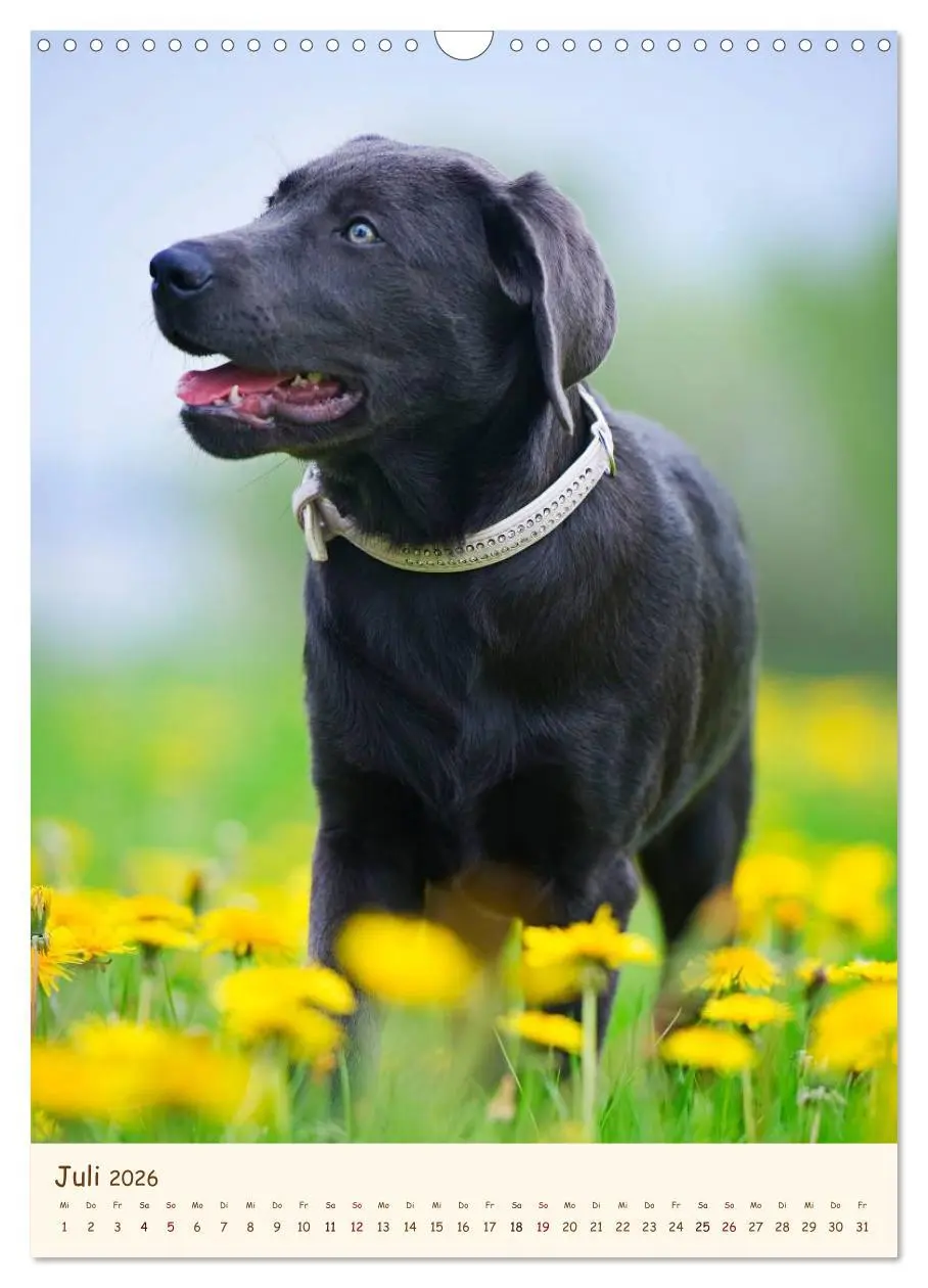 Bild: 9783516470581 | Labrador Retriever (Wandkalender 2026 DIN A3 hoch), CALVENDO...