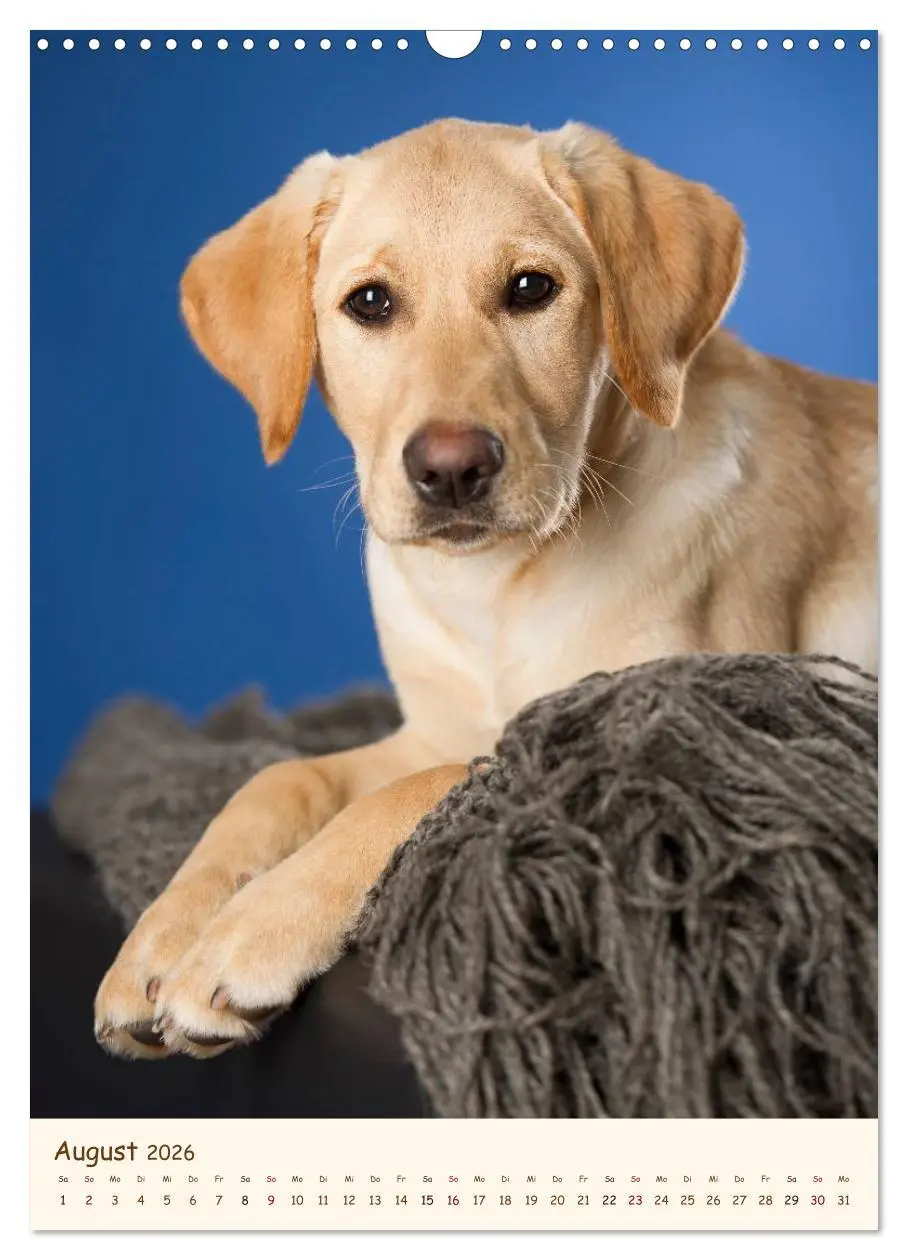 Bild: 9783516470581 | Labrador Retriever (Wandkalender 2026 DIN A3 hoch), CALVENDO...