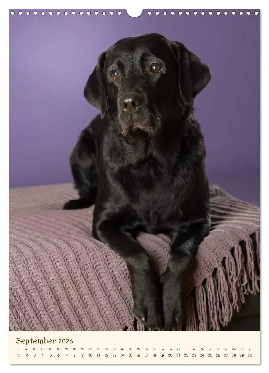 Bild: 9783516470581 | Labrador Retriever (Wandkalender 2026 DIN A3 hoch), CALVENDO...