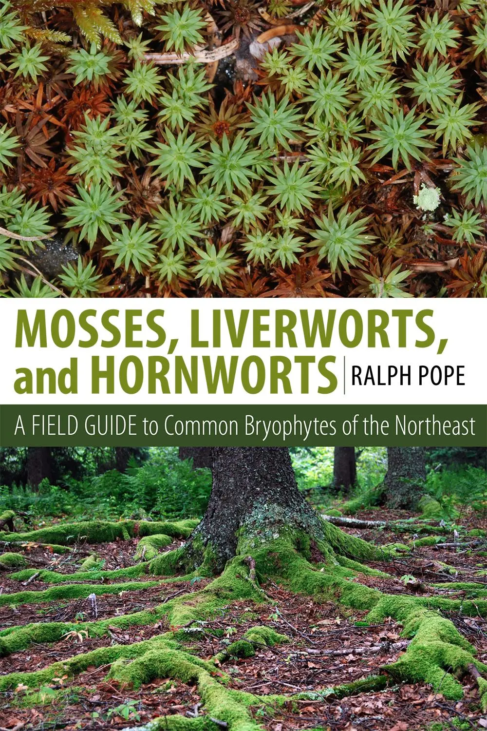 Cover: 9781501700781 | Mosses, Liverworts, and Hornworts | Ralph H Pope | Taschenbuch | 2016