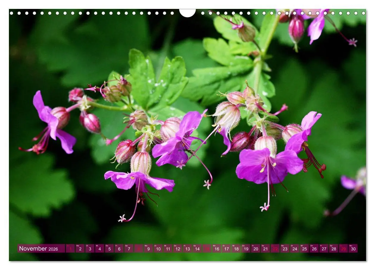 Bild: 9783457740781 | Beschwingte Blumenwelt (Wandkalender 2026 DIN A3 quer), CALVENDO...