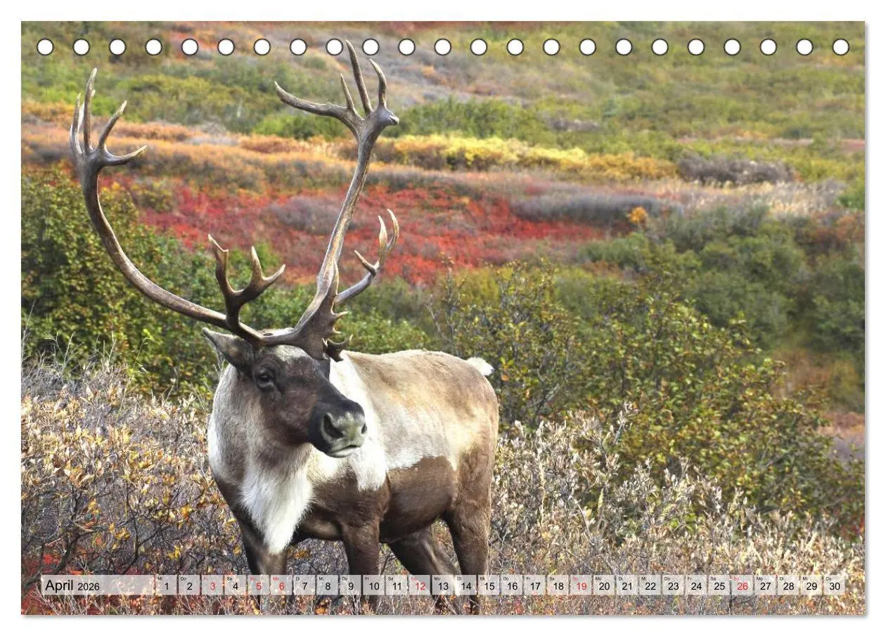 Bild: 9783516070781 | Alaska und Kanada (Tischkalender 2026 DIN A5 quer), CALVENDO...