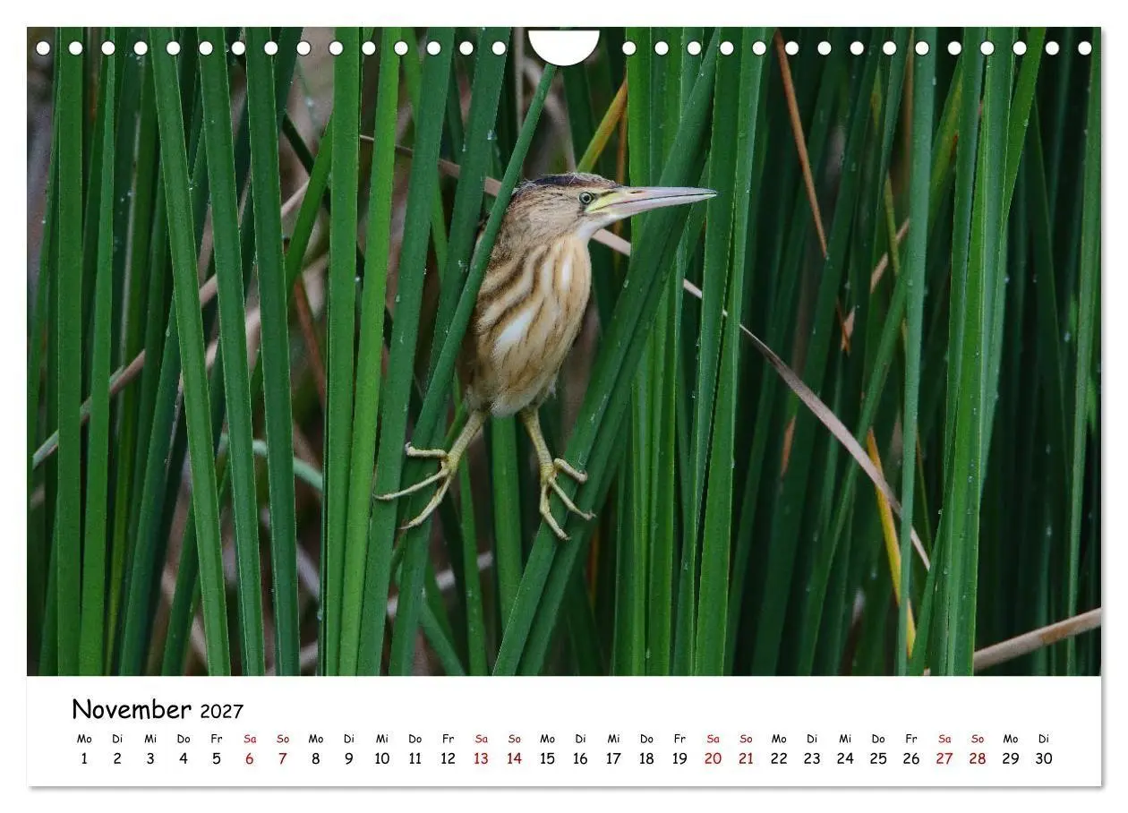 Bild: 9783569540781 | Tierkinder in freier Wildbahn (Wandkalender 2027 DIN A4 quer),...