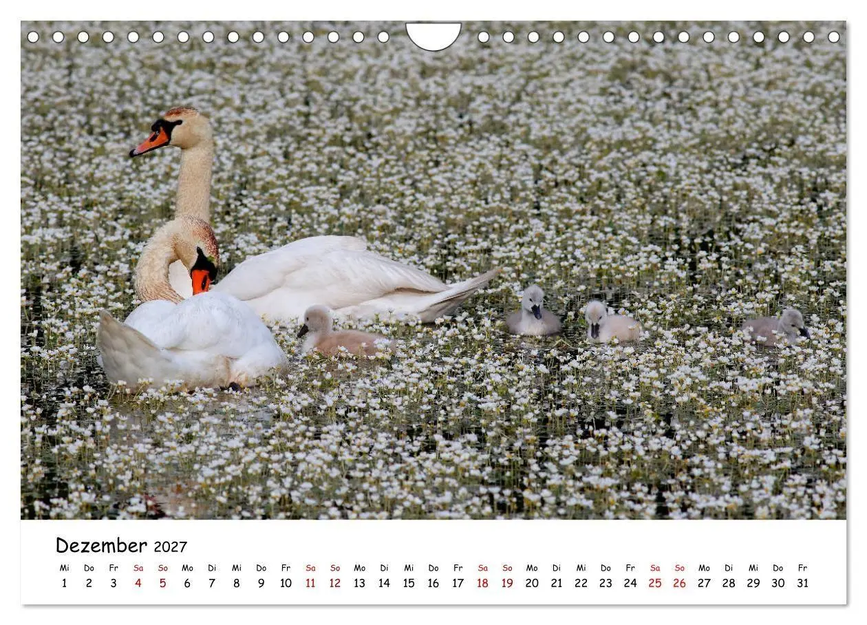 Bild: 9783569540781 | Tierkinder in freier Wildbahn (Wandkalender 2027 DIN A4 quer),...