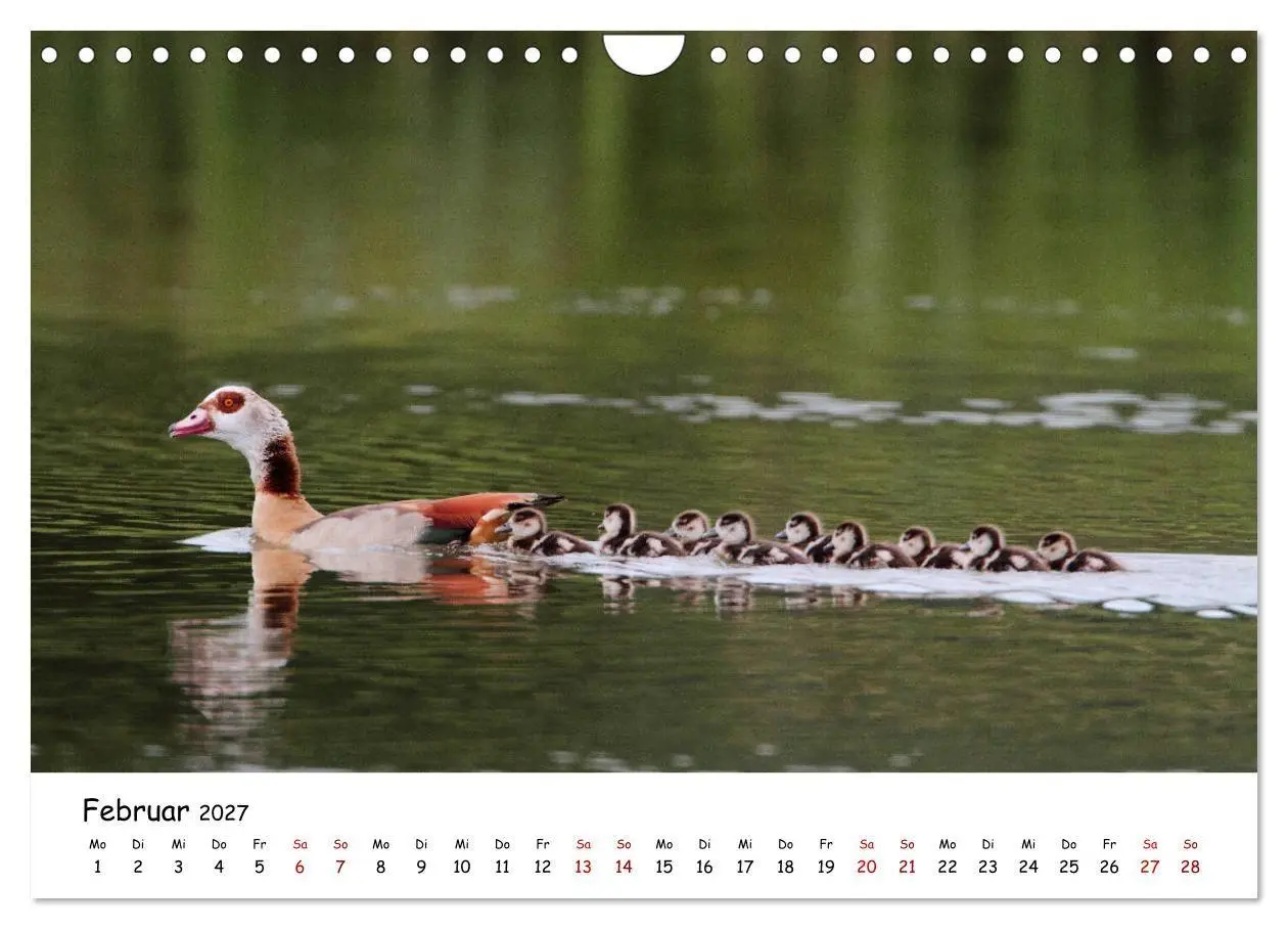 Bild: 9783569540781 | Tierkinder in freier Wildbahn (Wandkalender 2027 DIN A4 quer),...