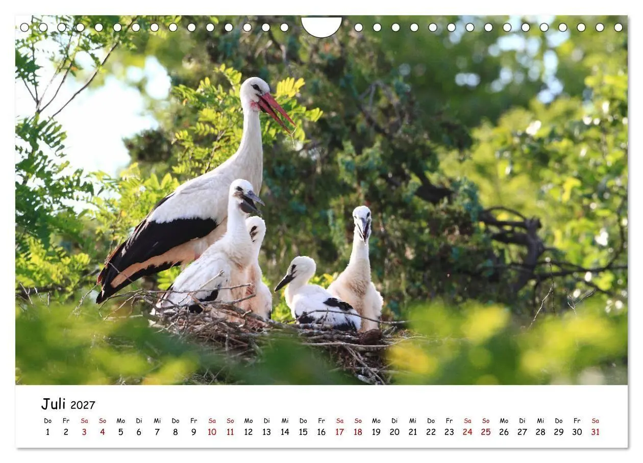 Bild: 9783569540781 | Tierkinder in freier Wildbahn (Wandkalender 2027 DIN A4 quer),...