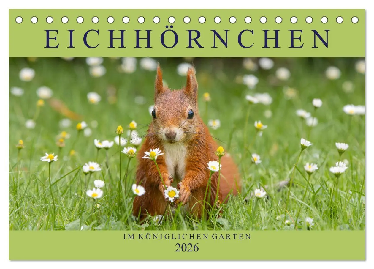 Cover: 9783516120981 | Eichhörnchen im Königlichen Garten (Tischkalender 2026 DIN A5...