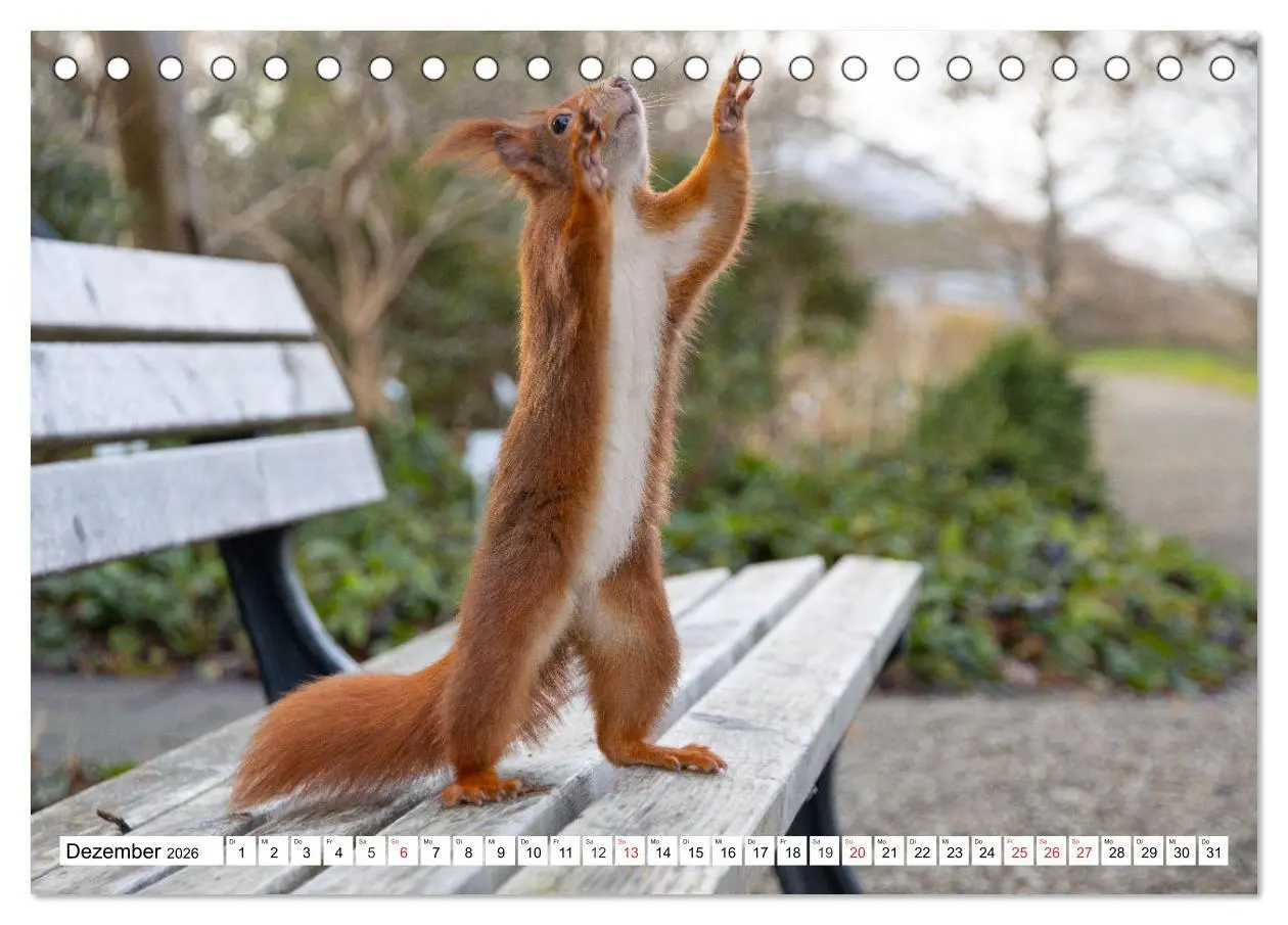 Bild: 9783516120981 | Eichhörnchen im Königlichen Garten (Tischkalender 2026 DIN A5...