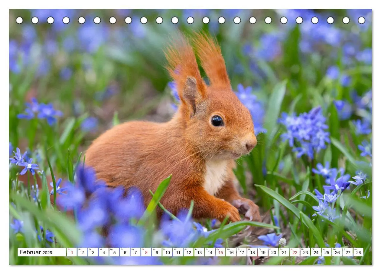 Bild: 9783516120981 | Eichhörnchen im Königlichen Garten (Tischkalender 2026 DIN A5...