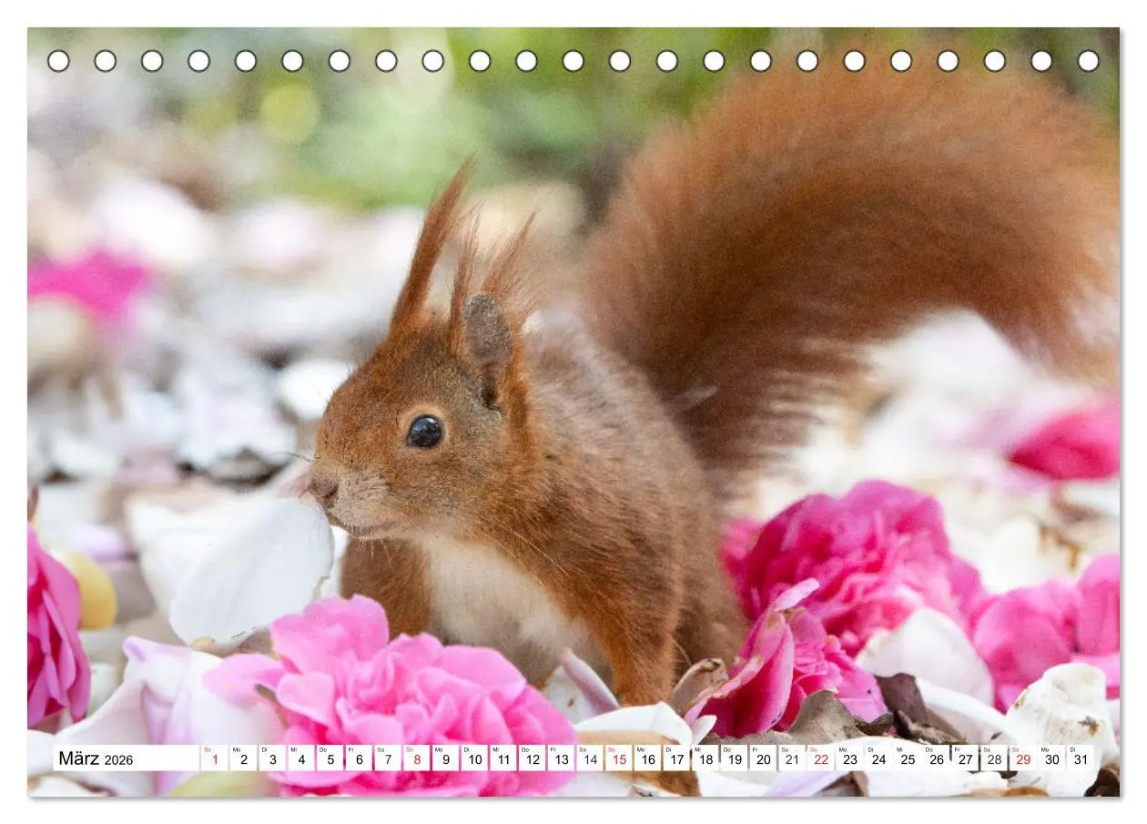 Bild: 9783516120981 | Eichhörnchen im Königlichen Garten (Tischkalender 2026 DIN A5...