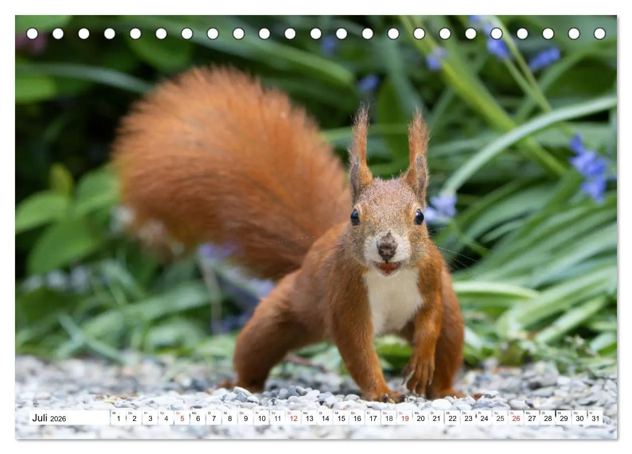 Bild: 9783516120981 | Eichhörnchen im Königlichen Garten (Tischkalender 2026 DIN A5...