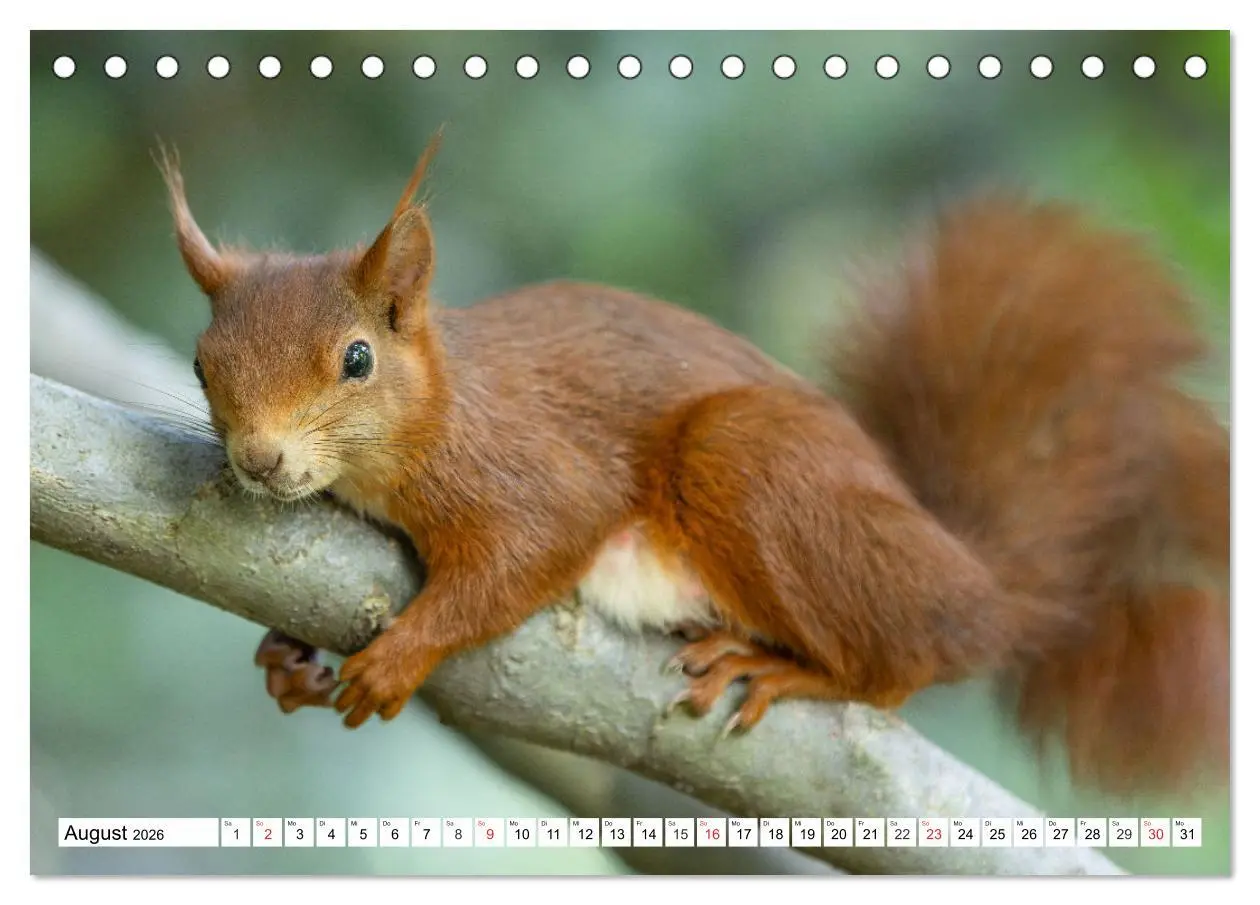 Bild: 9783516120981 | Eichhörnchen im Königlichen Garten (Tischkalender 2026 DIN A5...