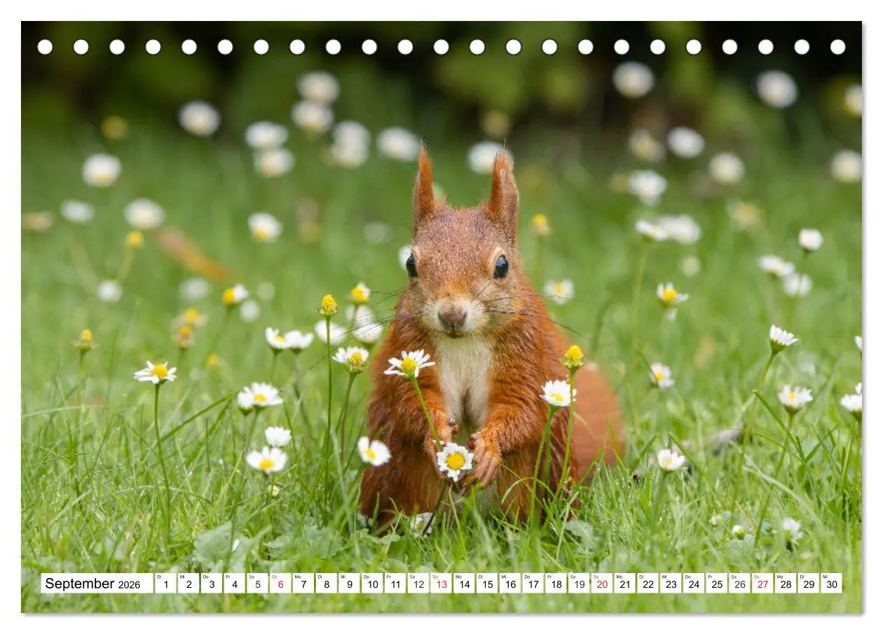Bild: 9783516120981 | Eichhörnchen im Königlichen Garten (Tischkalender 2026 DIN A5...