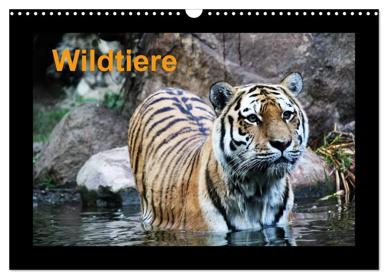 Cover: 9783516181081 | Wildtiere (Wandkalender 2026 DIN A3 quer), CALVENDO Monatskalender