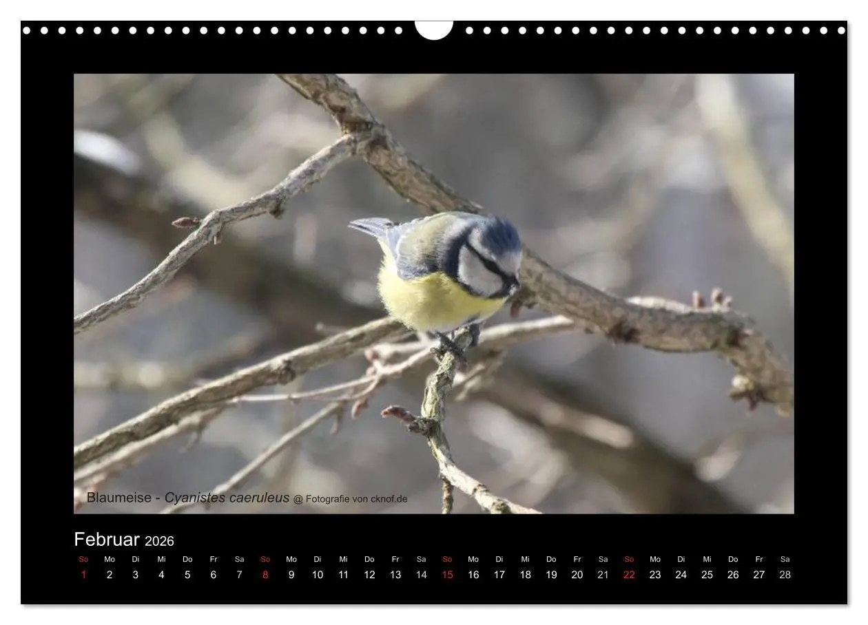 Bild: 9783516181081 | Wildtiere (Wandkalender 2026 DIN A3 quer), CALVENDO Monatskalender
