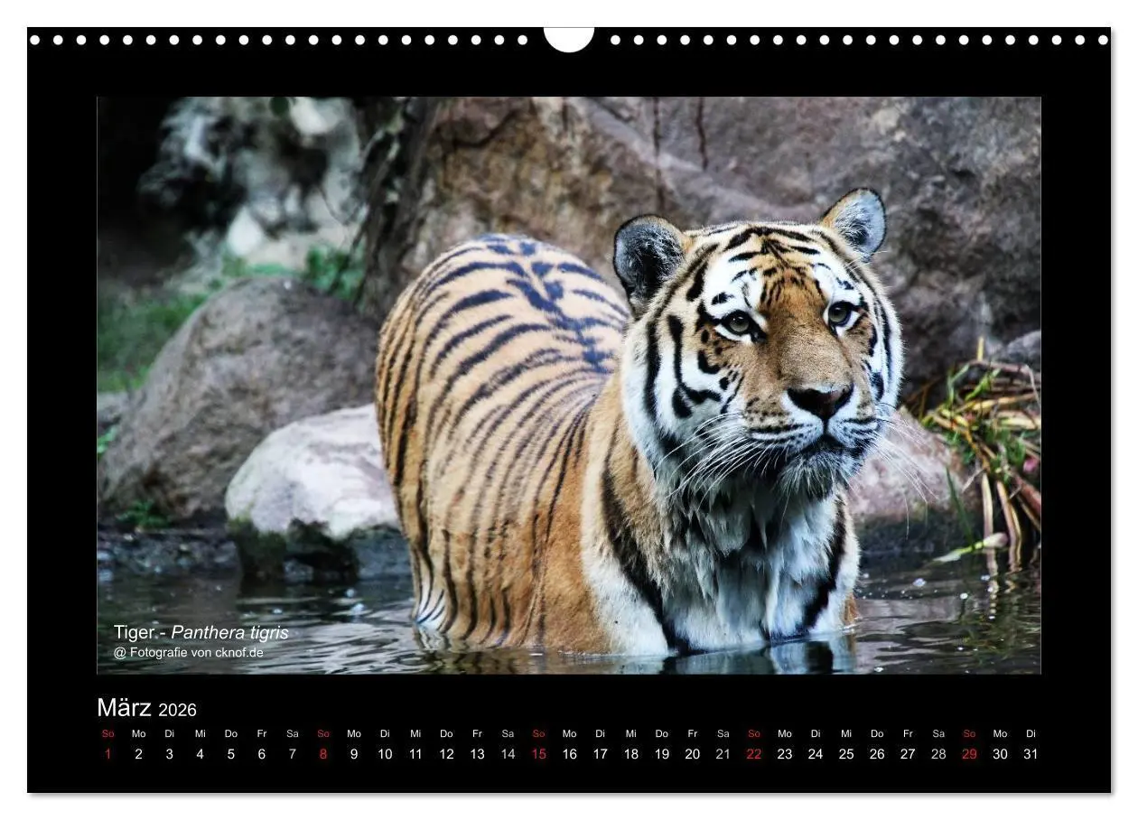 Bild: 9783516181081 | Wildtiere (Wandkalender 2026 DIN A3 quer), CALVENDO Monatskalender