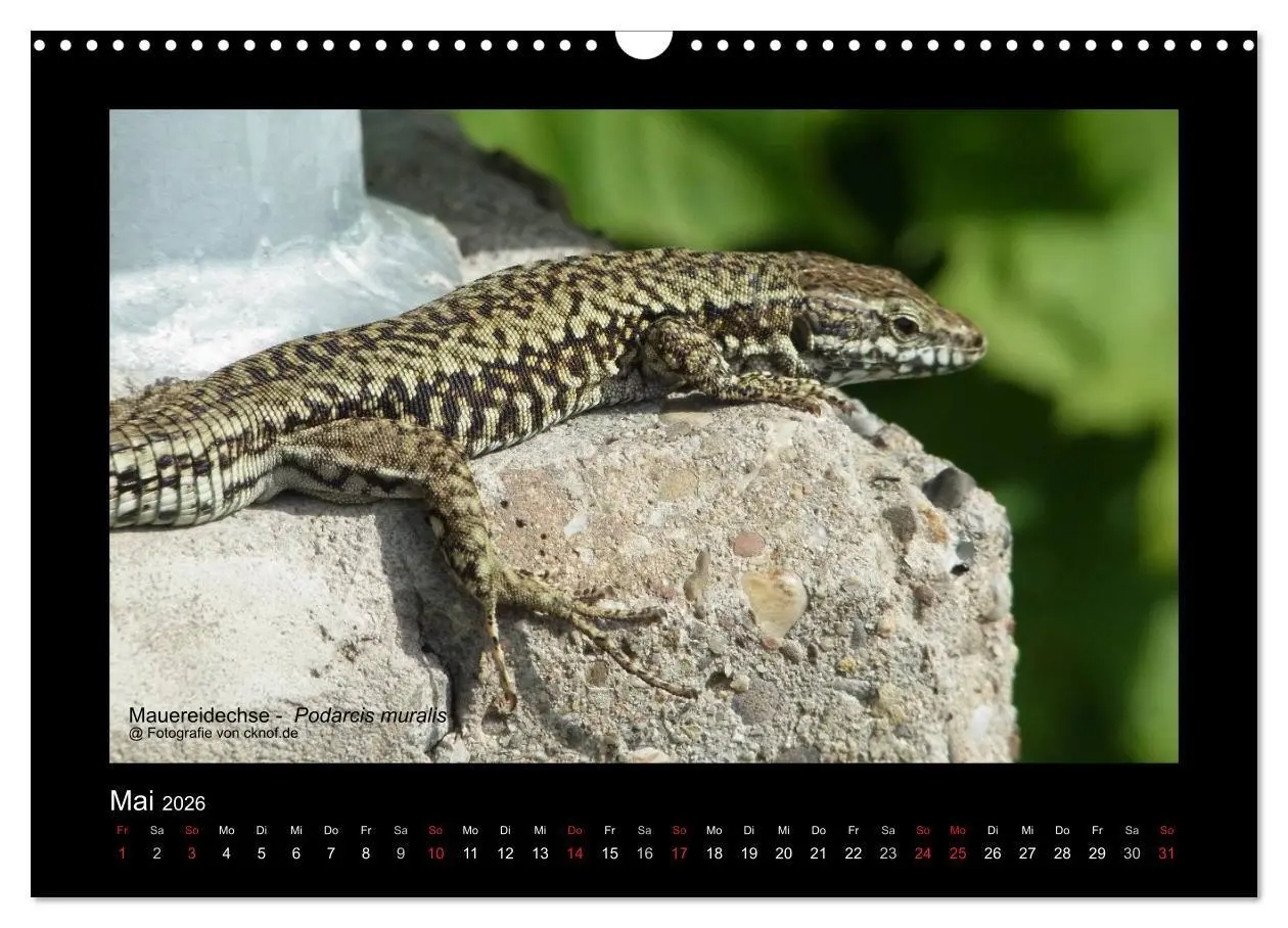 Bild: 9783516181081 | Wildtiere (Wandkalender 2026 DIN A3 quer), CALVENDO Monatskalender