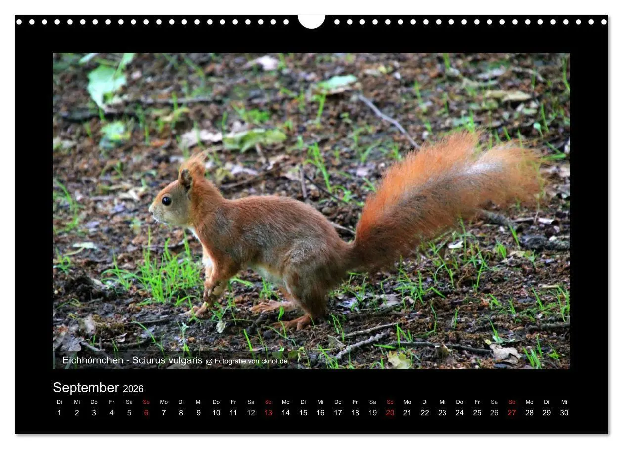 Bild: 9783516181081 | Wildtiere (Wandkalender 2026 DIN A3 quer), CALVENDO Monatskalender