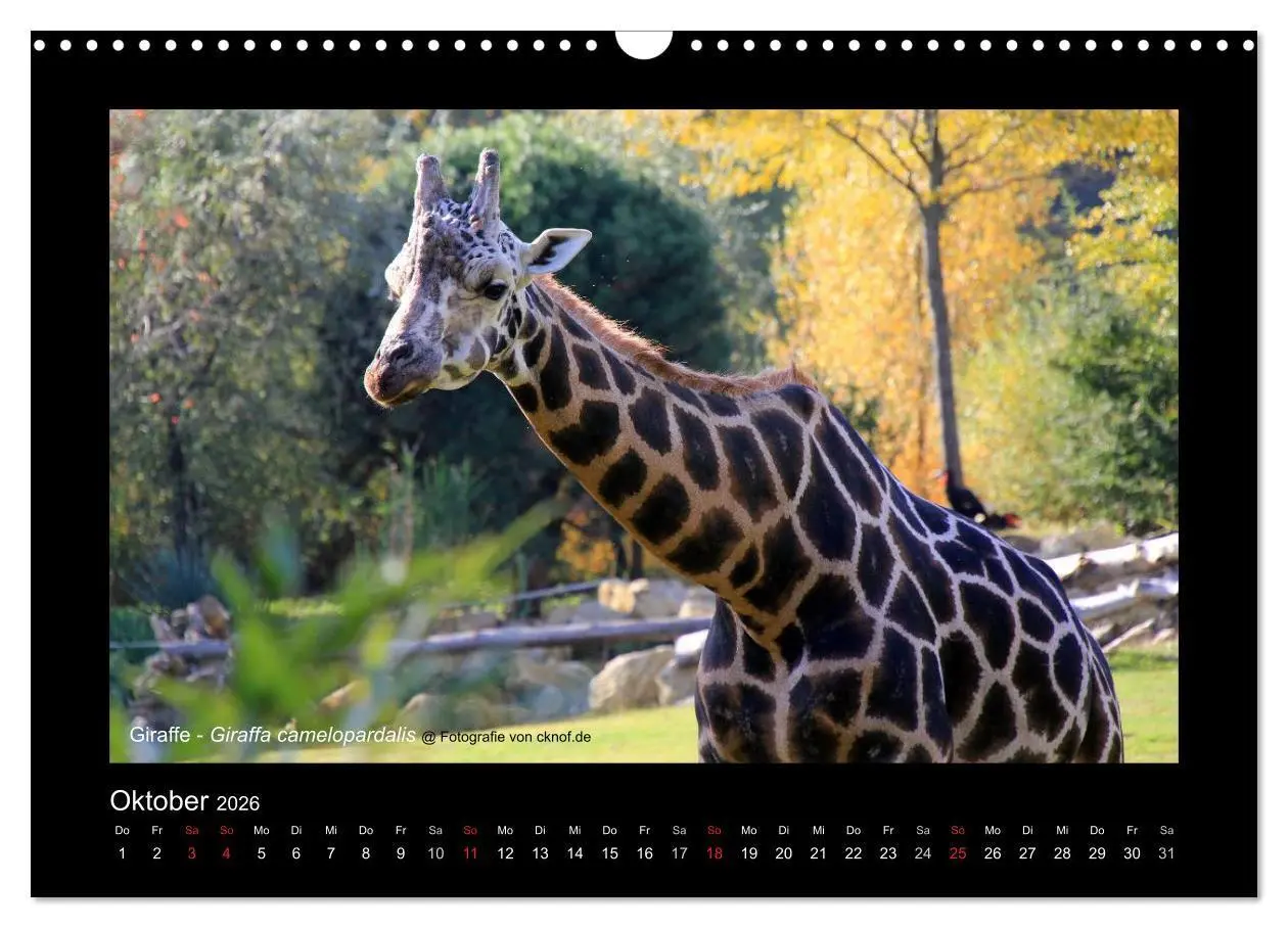 Bild: 9783516181081 | Wildtiere (Wandkalender 2026 DIN A3 quer), CALVENDO Monatskalender