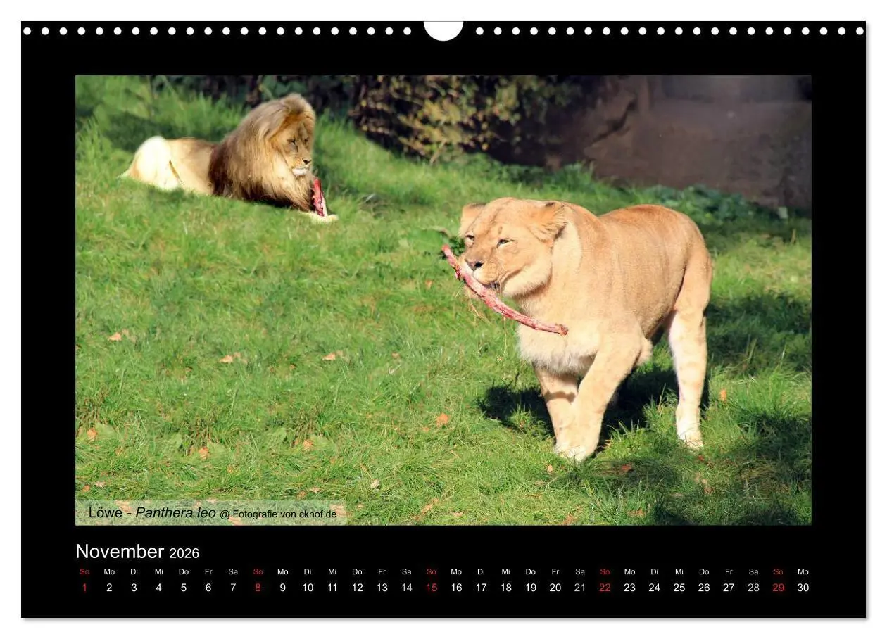 Bild: 9783516181081 | Wildtiere (Wandkalender 2026 DIN A3 quer), CALVENDO Monatskalender