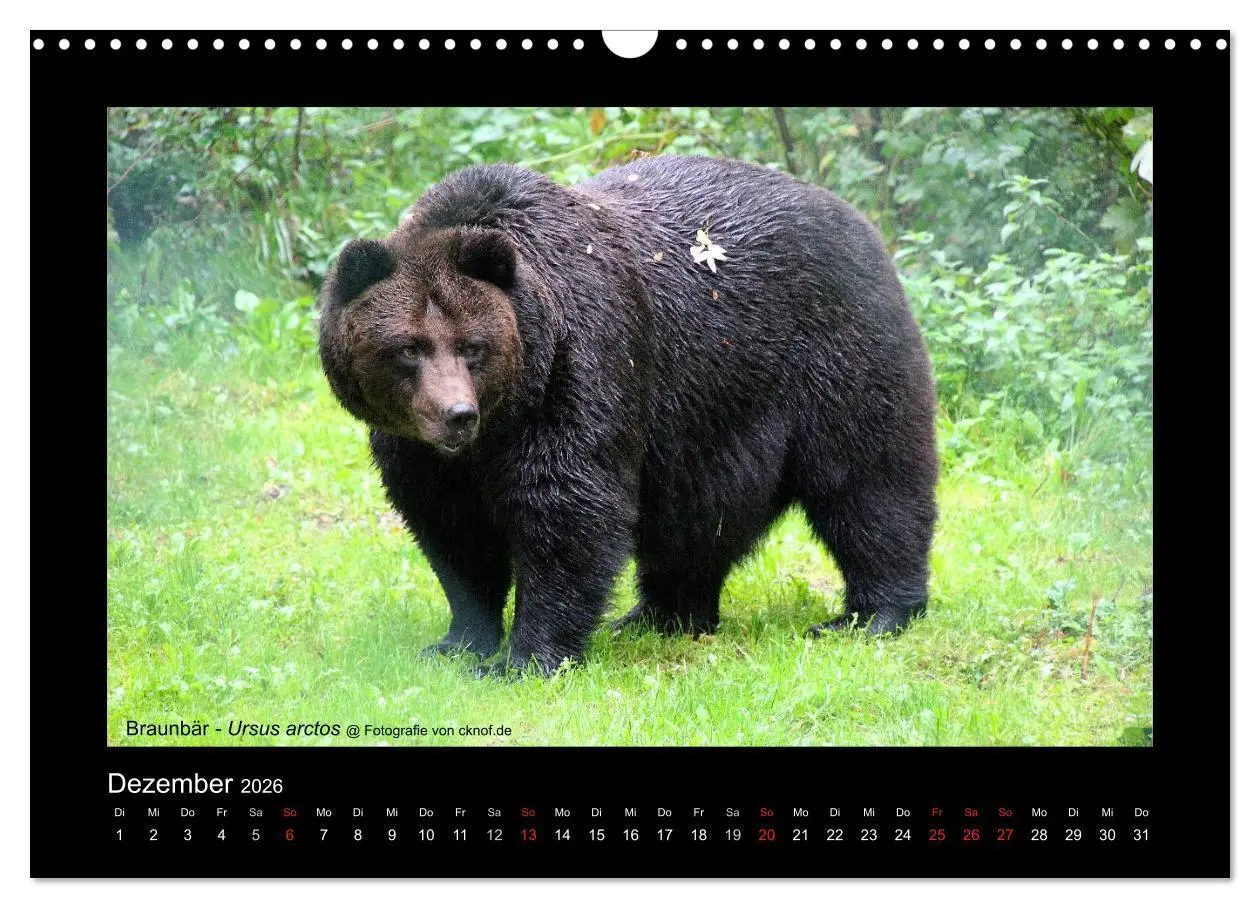 Bild: 9783516181081 | Wildtiere (Wandkalender 2026 DIN A3 quer), CALVENDO Monatskalender