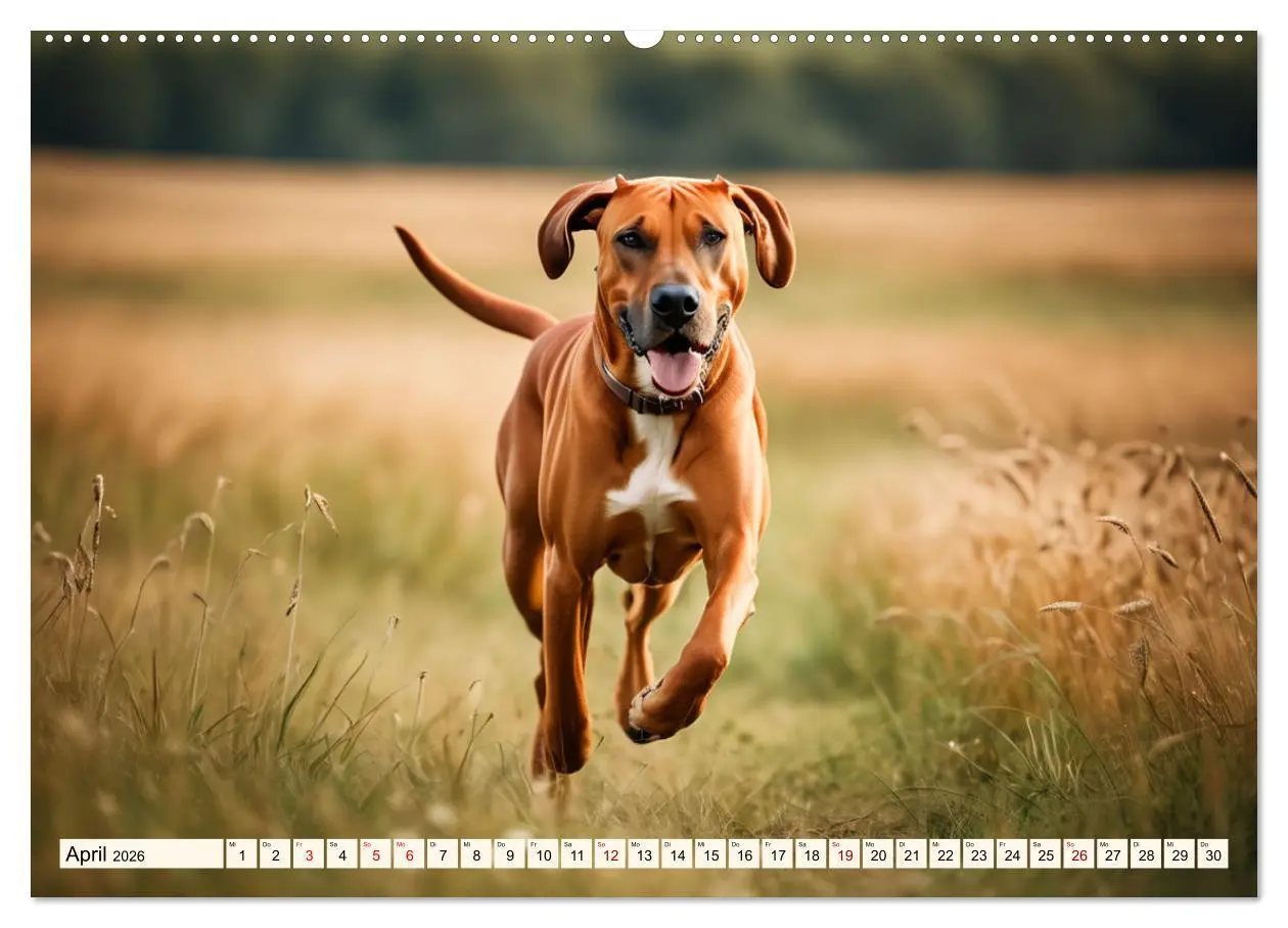Bild: 9783457391181 | Rhodesian Ridgeback - Athlet mit Rückenkamm (hochwertiger Premium...