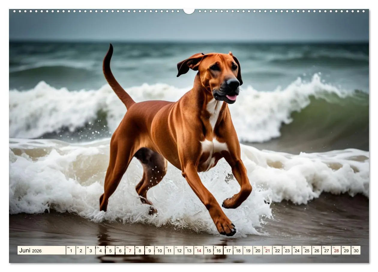 Bild: 9783457391181 | Rhodesian Ridgeback - Athlet mit Rückenkamm (hochwertiger Premium...
