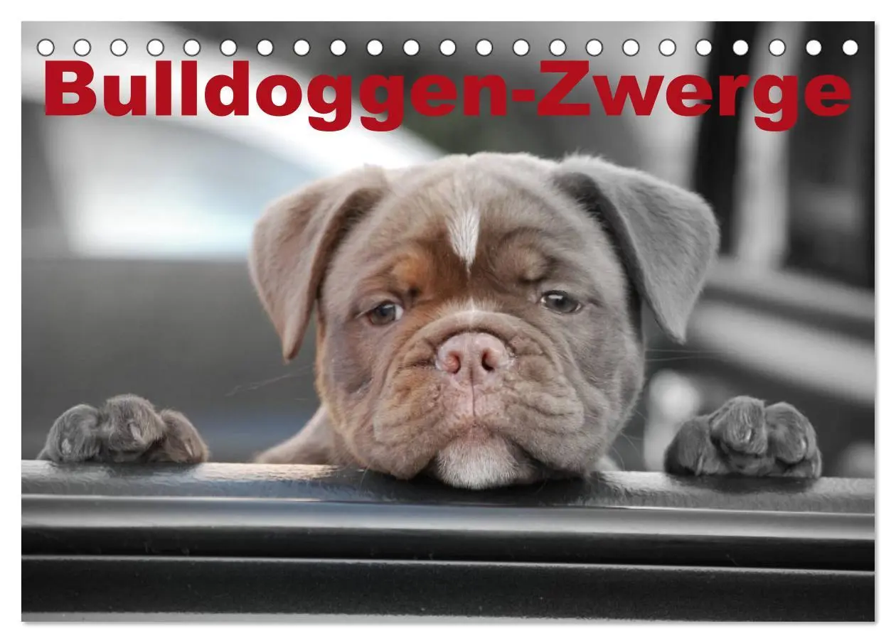 Cover: 9783516161281 | Bulldoggen-Zwerge (Tischkalender 2026 DIN A5 quer), CALVENDO...