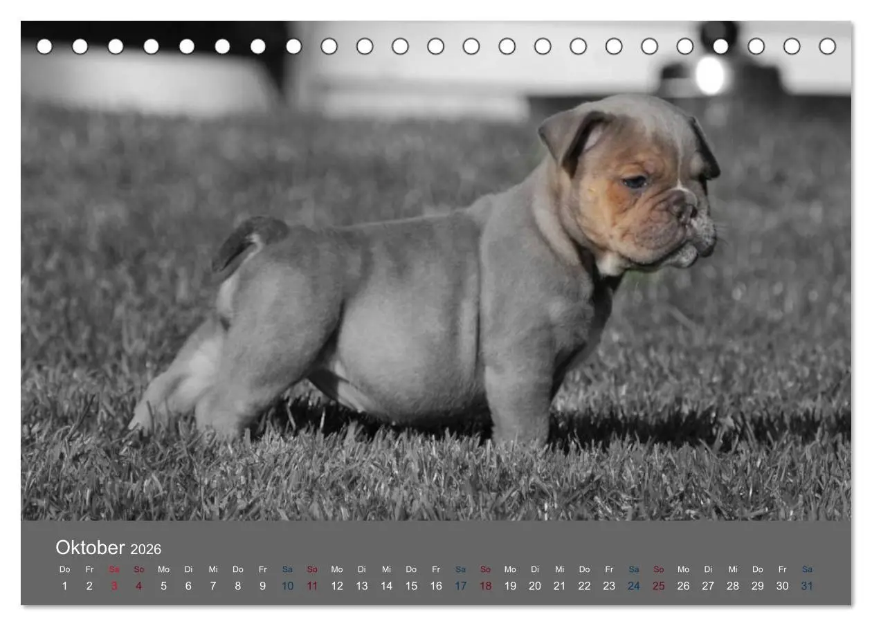 Bild: 9783516161281 | Bulldoggen-Zwerge (Tischkalender 2026 DIN A5 quer), CALVENDO...