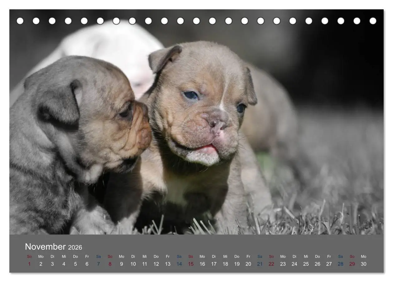 Bild: 9783516161281 | Bulldoggen-Zwerge (Tischkalender 2026 DIN A5 quer), CALVENDO...