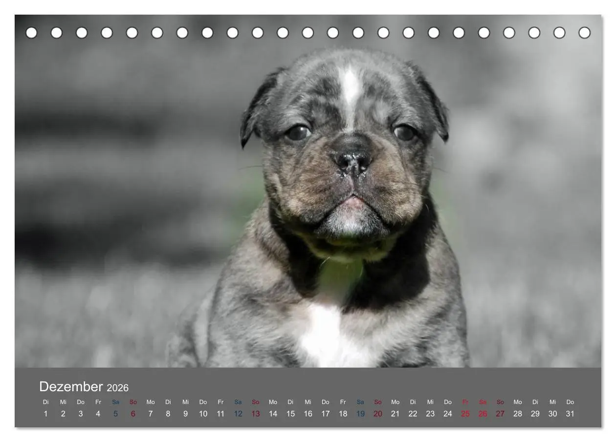 Bild: 9783516161281 | Bulldoggen-Zwerge (Tischkalender 2026 DIN A5 quer), CALVENDO...